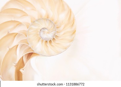 Chambered Nautilus Shell 