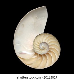 Chambered Nautilus Shell Cutaway Isolated On Stock Photo 20165029 ...