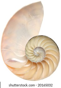 Chambered Nautilus Shell Cutaway Isolated On White