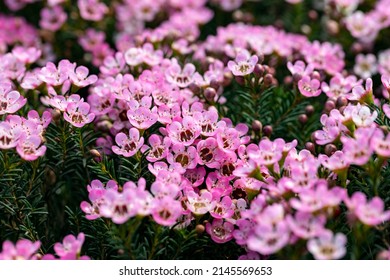 Chamelaucium Uncinatum, Also Known As Waxflower, The Geraldton Waxflower OrGeraldton Wax. This Cultivar Is The Chamelaucium “Sarah’s Delight”. It's Native To Australia And Popular In Horticulture.