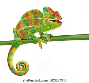 Chameleon