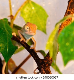 chameleon