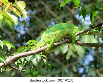 chameleon