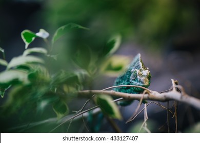 chameleon