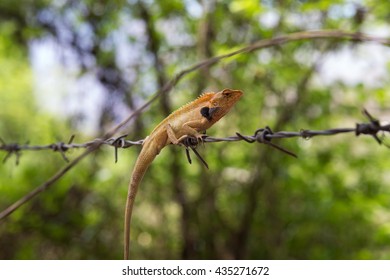 chameleon