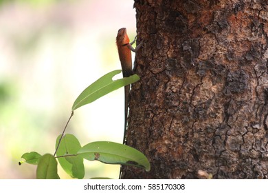 chameleon
