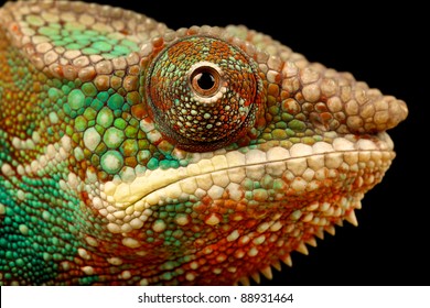 Baby Lizard Images, Stock Photos & Vectors | Shutterstock