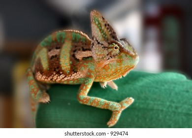 Chameleon