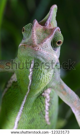 Similar – Image, Stock Photo earth lion Detail