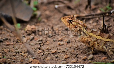 chameleon