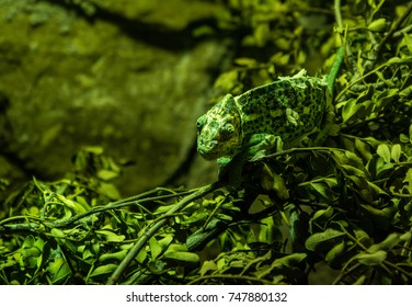 Chameleon adapted to his green scenery - Shutterstock ID 747880132