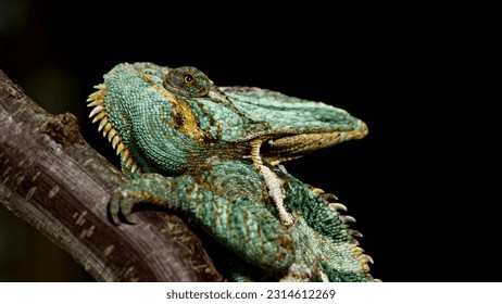 Chameleon agama sitting on a branch
