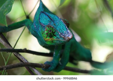 Chameleon In Bush In Madagascar