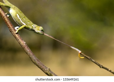Chameleon catching its prey