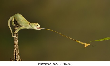 Chameleon Catching Prey