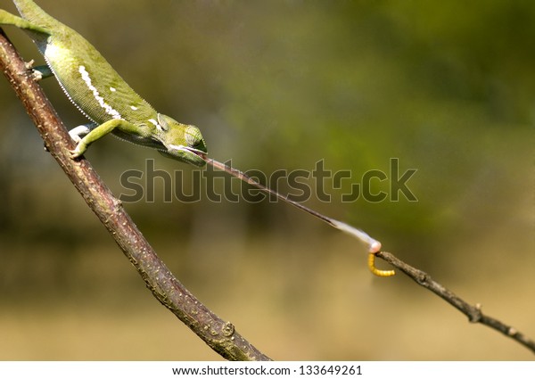 Chameleon Catching Prey Stock Photo (Edit Now) 133649261