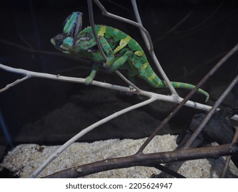 Chameleon Change Color
Close-up From The Sides And Top