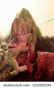 Chameleon changing color