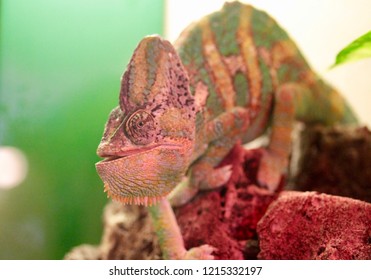 Chameleon changing color