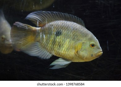 11 Chameleon cichlid Images, Stock Photos & Vectors | Shutterstock