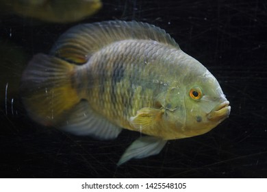 11 Chameleon cichlid Images, Stock Photos & Vectors | Shutterstock