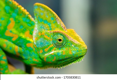 Chameleon close up. Multicolor Beautiful Chameleon closeup reptile with colorful bright skin. The concept of disguise and bright skins. Exotic Tropical Pet - Powered by Shutterstock