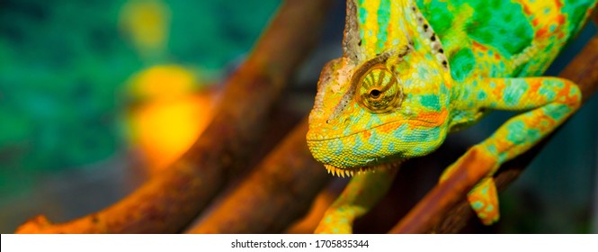 Funny Pet Lizard Images Stock Photos Vectors Shutterstock,Grandma In Irish Slang