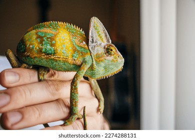 Chameleon close up. Multicolor Beautiful Chameleon closeup reptile with colorful bright skin on the hand. High quality photo - Shutterstock ID 2274288131