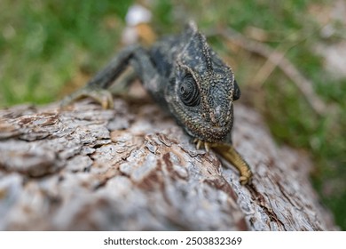 Chameleon Close-up of a camouflaged lizard on a tree trunkA detailed close-up shot of a lizard blending into the rugged texture of a tree trunk, showcasing its natural camouflage abilities  - Powered by Shutterstock