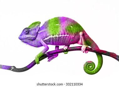  Chameleon And Colors