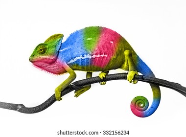  Chameleon - Colors