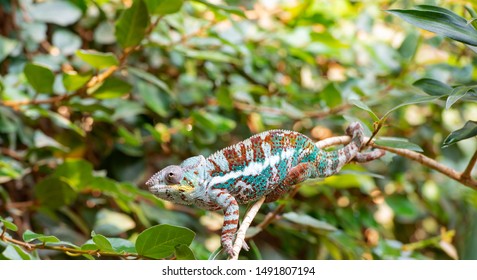 Chameleon crawls over a branch in the bush of South Africa