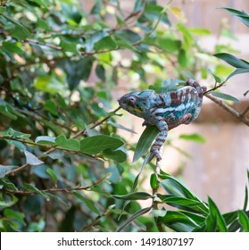 Chameleon crawls over a branch in the bush of South Africa
