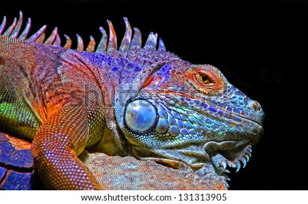 Chameleon Displaying Colors
