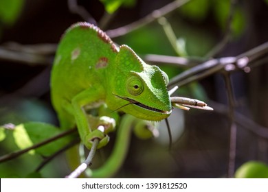 chameleon eating a prey after catching it with the tongue in Madagascar, Africa