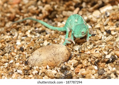 Chameleon And The Egg 