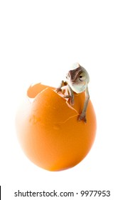 Chameleon In Egg. Isolation On White