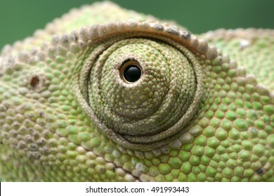 Chameleon Eye Close Up