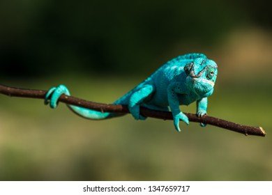 Angry Chameleon Hd Stock Images Shutterstock