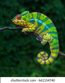 Chameleon Furcifer pardalis Ambolobe 2 years old, Madagascar endemic Panther chameleon in angry state, pure Ambilobe