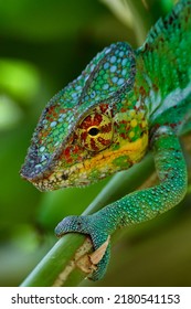 Chameleon Furcifer Pardalis, Madagascar Nature