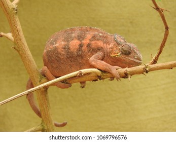 Chameleon in green
