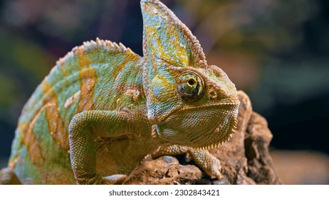 A chameleon with a green head and a yellow head.