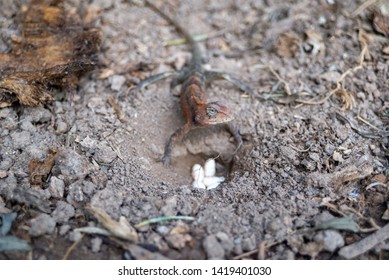 Chameleon And His Egg That Is Buried.