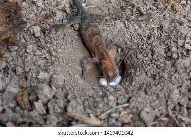 Chameleon And His Egg That Is Buried.