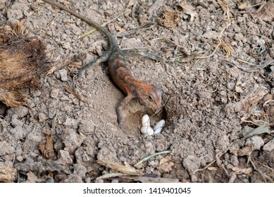 Chameleon And His Egg That Is Buried.