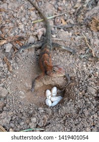 Chameleon And His Egg That Is Buried.