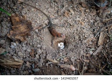 Chameleon And His Egg That Is Buried.