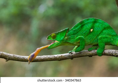 Chameleon at hunt insect. Long tongue chameleon. Madagascar. An excellent illustration. Close-up.