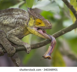 chameleon tongue sticking out